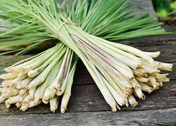 Lemongrass thrives in tropical and subtropical climates in well-drained, fertile soil in full sun.