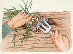 STEP 1: To start new chive plants, use a garden fork to lift the roots of a 3- to 4-year-old plant