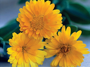 Calendula is a common ingredient in creams, salves, and soaps that soothe skin irritations