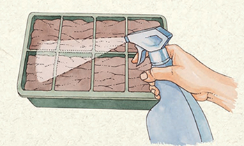 STEP 3: Gently water to moisten the surface. Cover your trays with plastic to retain moisture until the seeds sprout