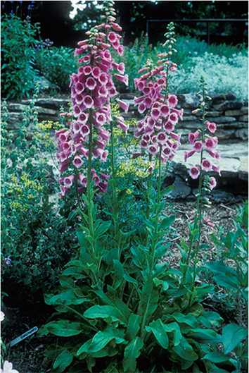 Even a garden area that receives only partial sun can be beautiful; many plants and herbs, such as this foxglove, thrive in part or full shade