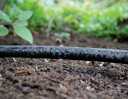 Soaker hoses deliver water efficiently to plant roots; less moisture is lost to evaporation