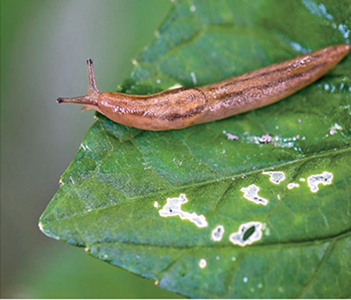 The damage caused by snails and slugs is obvious — holes that cause significant harm to leaves and impede overall plant growth. One way to control snails and slugs is to trap them with a shallow saucer of beer