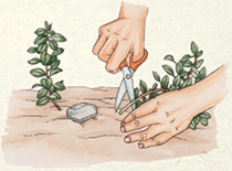 STEP 4: Keep the area moist until roots grow–usually within 4 to 6 weeks. The following spring, clip the “mother stem” and dig up a new plant. Transplant it to its new garden location