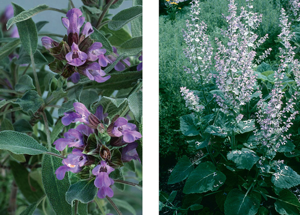 Although both of these plants are from the genus Salvia, Salvia officinalis (garden sage, left) and Salvia sclarea (clary sage, right) each have distinctive characteristics distinguishing them as separate species.
