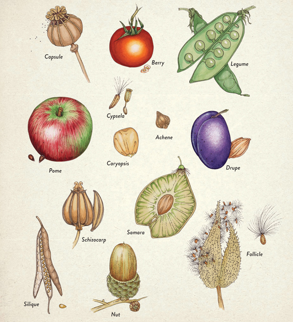 A fruit and its seeds contain the genetic material for a new plant. These are a few of their many possible forms.