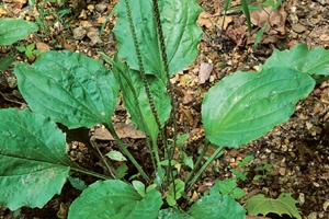 Broad-Leaf Plantain